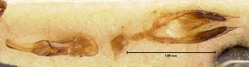 Media type: image;   Entomology 7310 Aspect: genitalia